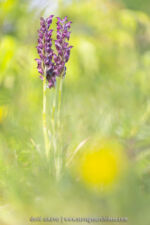 Anacamptis fragrans
