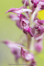 Anacamptis fragrans