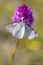 Thomise capturant un Gazé sur un Orchis pyramidal