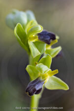 Ophrys des Lupercales