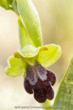 Ophrys des Lupercales