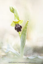 Ophrys des Lupercales